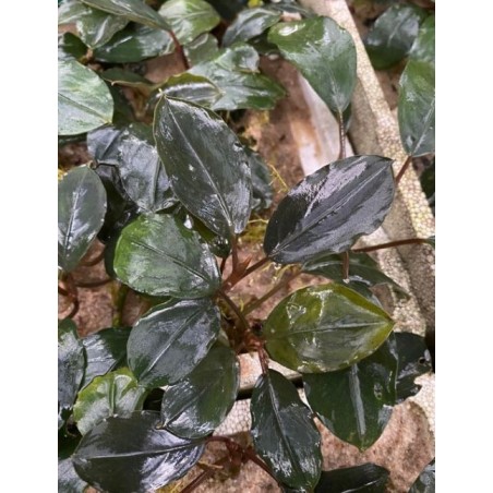 Bucephalandra round silver