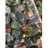 Bucephalandra round silver