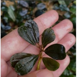 Bucephalandra brownie jade