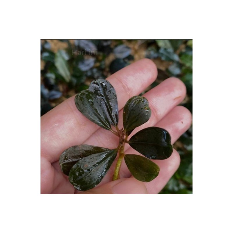 Bucephalandra brownie jade Bucephalandra brownie jade