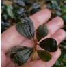 Bucephalandra brownie jade