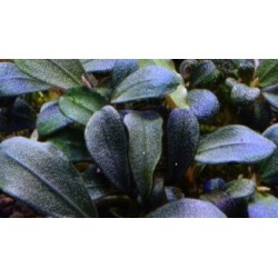 Bucephalandra brownie jade