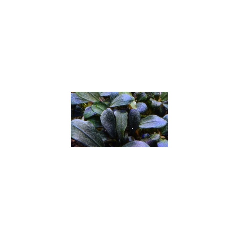 Bucephalandra brownie jade