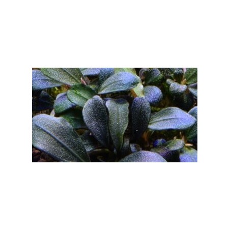 Bucephalandra brownie jade