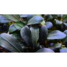 Bucephalandra brownie jade