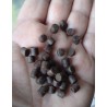 Sticks supersoft facilplant