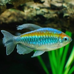 Phenacogrammus interruptus - 2 - 3 cm