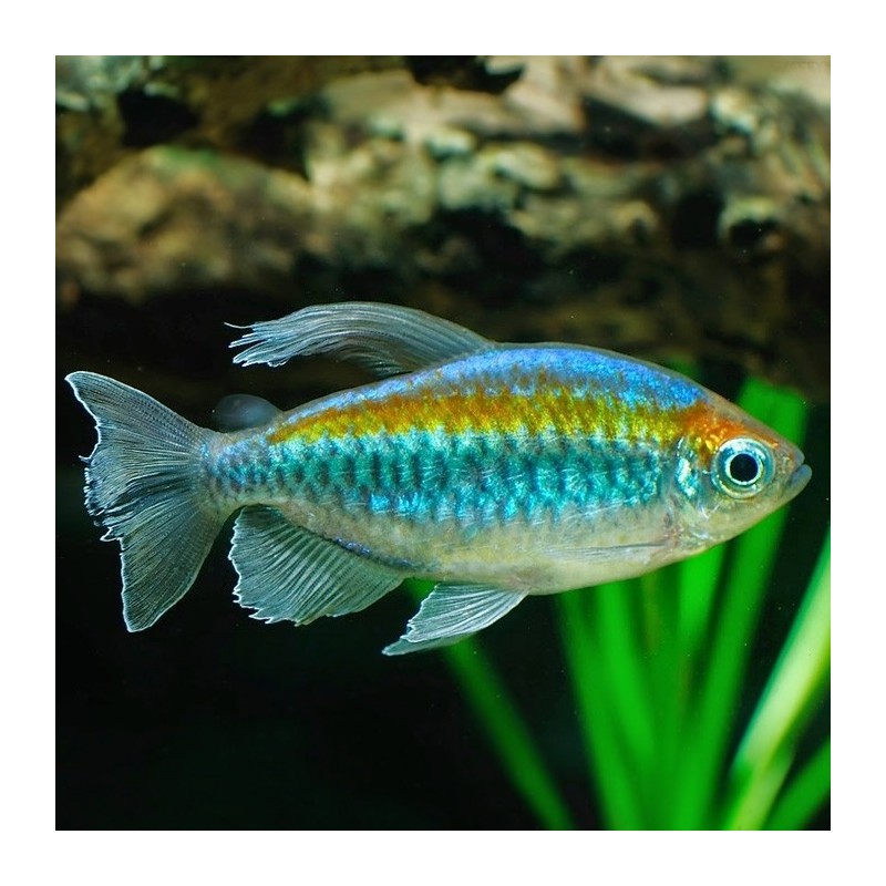 Phenacogrammus interruptus - 2 - 3 cm