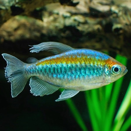 Phenacogrammus interruptus - 2 - 3 cm