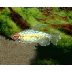 Phenacogrammus interruptus female - XL min. 5 cm