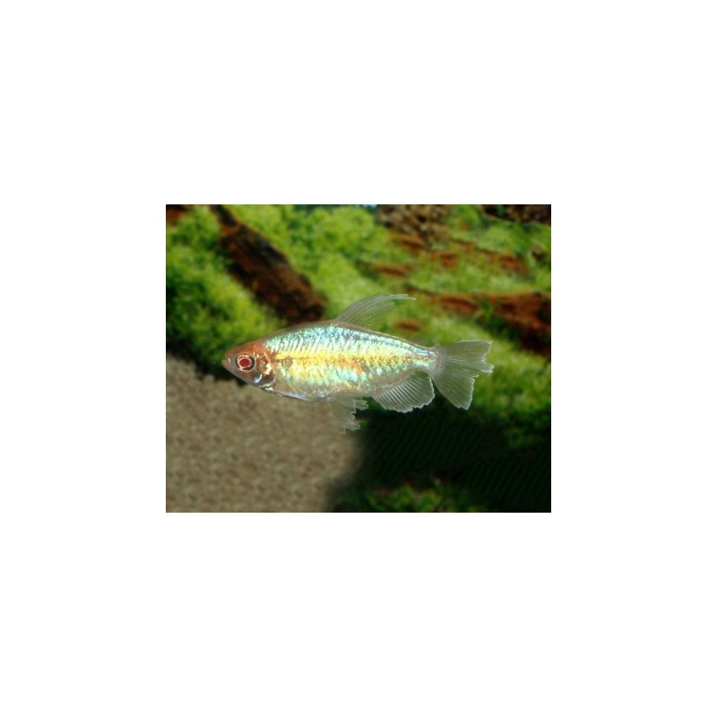 Phenacogrammus interruptus female - XL min. 5 cm