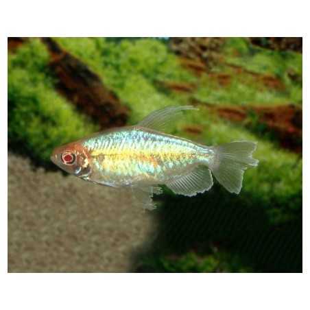 Phenacogrammus interruptus female - XL min. 5 cm