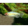 Phenacogrammus interruptus female - XL min. 5 cm
