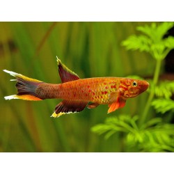 Aphyosemion australe cap esterias - 3 - 4 cm