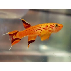 Aphyosemion australe hjersseni - 3 - 4 cm