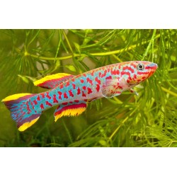 Aphyosemion gardneri - 2 - 3 cm