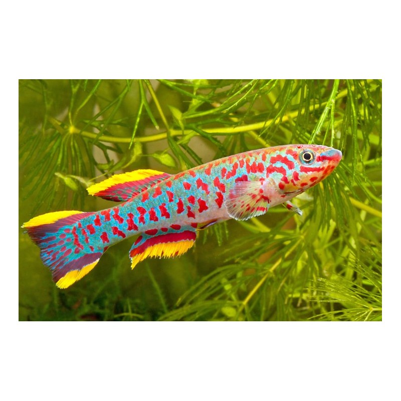 Aphyosemion gardneri - 2 - 3 cm