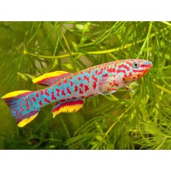 Aphyosemion gardneri akure - 3 - 4 cm