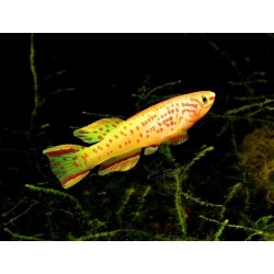 Aphyosemion gardneri gold - 3 - 4 cm