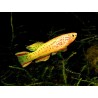 Aphyosemion gardneri gold - 3 - 4 cm