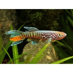 Aphyosemion sjoestedti - 6 - 7 cm