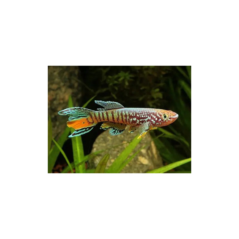 Aphyosemion sjoestedti - 6 - 7 cm