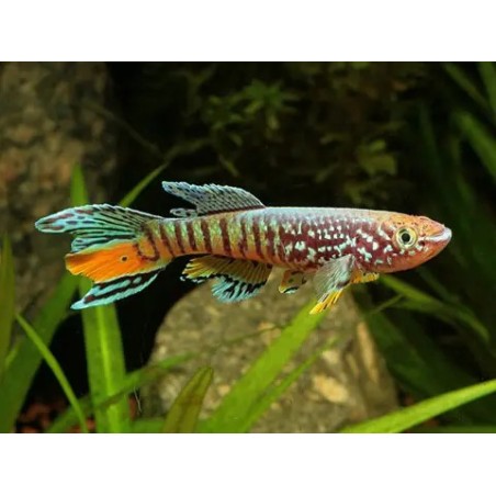 Aphyosemion sjoestedti - 6 - 7 cm