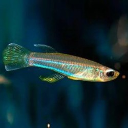 Aplocheilichthys macrophthalmus - 2 - 3 cm