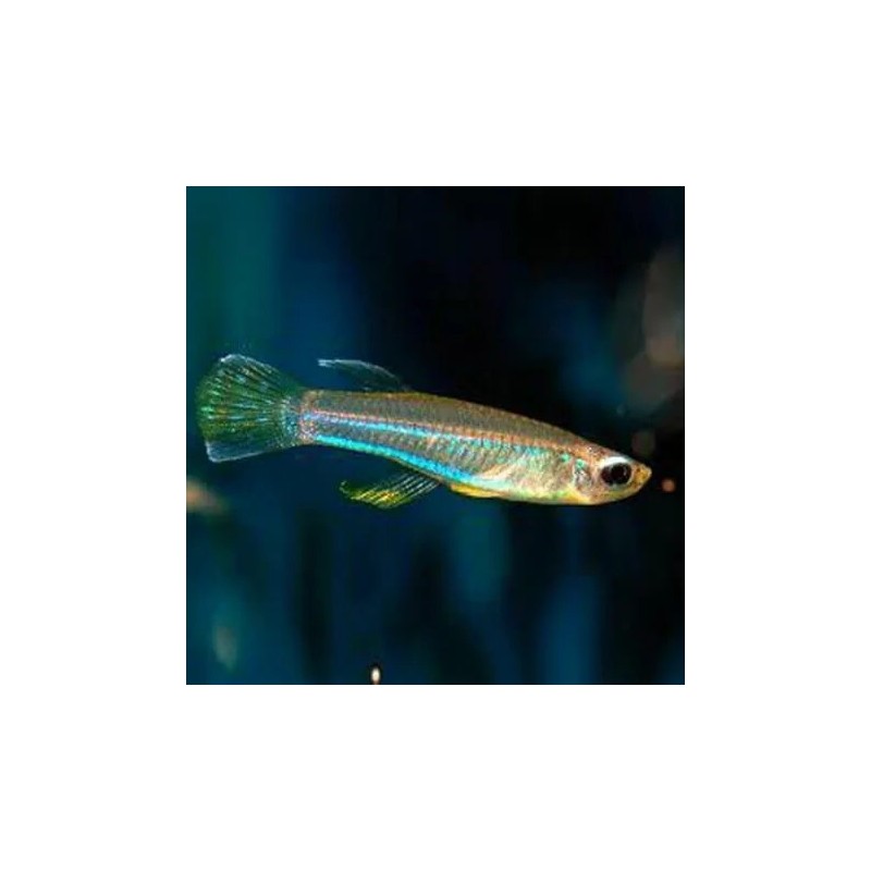 Aplocheilichthys macrophthalmus - 2 - 3 cm