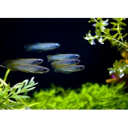 Aplocheilichthys normani - 2 - 3 cm