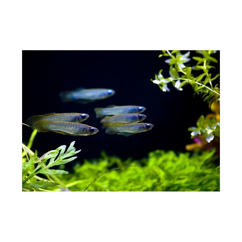 Aplocheilichthys normani - 2 - 3 cm