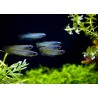 Aplocheilichthys normani - 2 - 3 cm