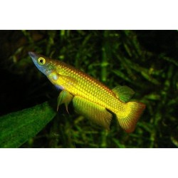 Aplocheilus lineatus gold - 4 - 5 cm