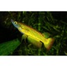 Aplocheilus lineatus gold - 4 - 5 cm