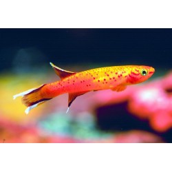 Apyosemion australe gold - 3 - 4 cm