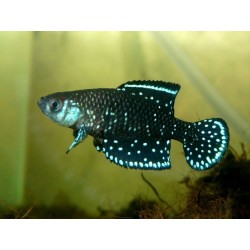 Cynolebias nigripinnis - 2.5 - 4 cm