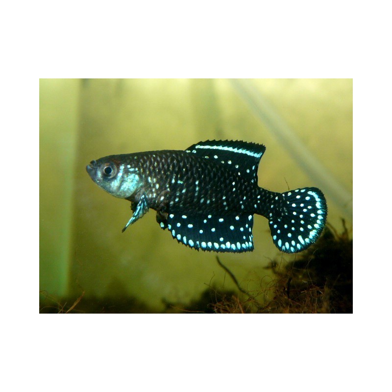 Cynolebias nigripinnis - 2.5 - 4 cm