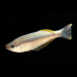 Lamprichthys tanganicanus - 3.5 - 4 cm