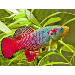 Nothobranchius guentheri - 2.5 - 3.5 cm