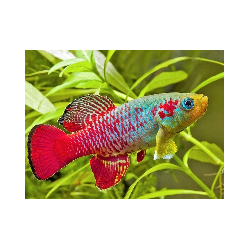Nothobranchius guentheri - 2.5 - 3.5 cm