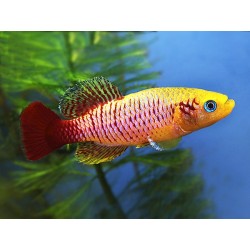 Nothobranchius guentheri gold - 2.5 - 3.5 cm