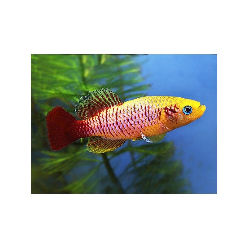 Nothobranchius guentheri gold - 2.5 - 3.5 cm