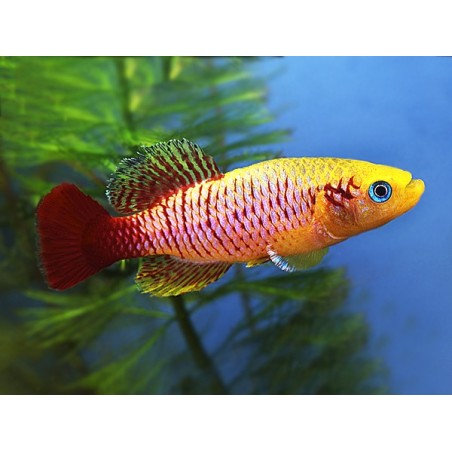 Nothobranchius guentheri gold - 2.5 - 3.5 cm