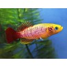 Nothobranchius guentheri gold - 2.5 - 3.5 cm
