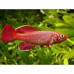 Nothobranchius korthausae red - 2.5 - 3.5 cm