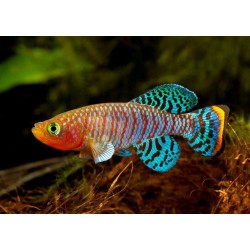 Nothobranchius rachovii - 2.5 - 4 cm