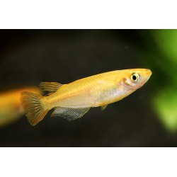 Oryzias latipes orange - 2.5 - 3 cm