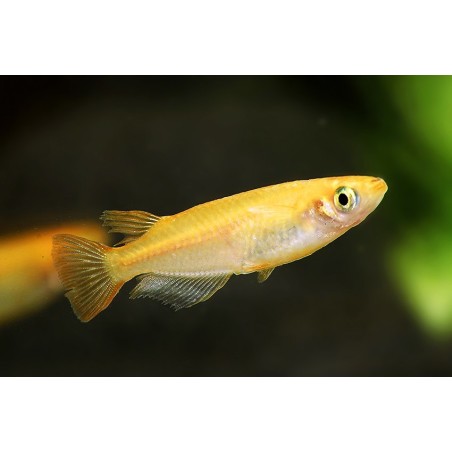 Oryzias latipes orange - 2.5 - 3 cm