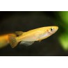 Oryzias latipes orange - 2.5 - 3 cm