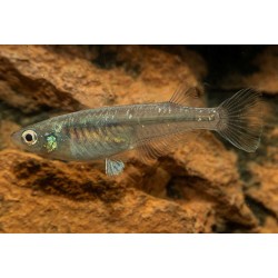 Oryzias latipes orange black - 2.5 - 3 cm